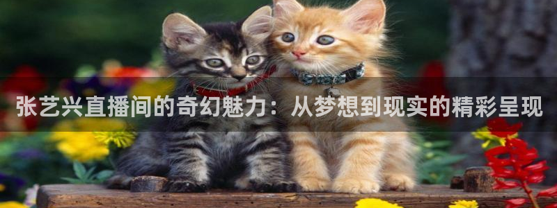 蜘蛛篮球：张艺兴直播间的奇幻魅力：从梦想到现实的精彩呈现