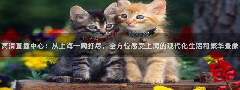 蜘蛛体育nba：高清直播中心：从上海一网打尽，全方位感受上海的现代化生活和繁华景象